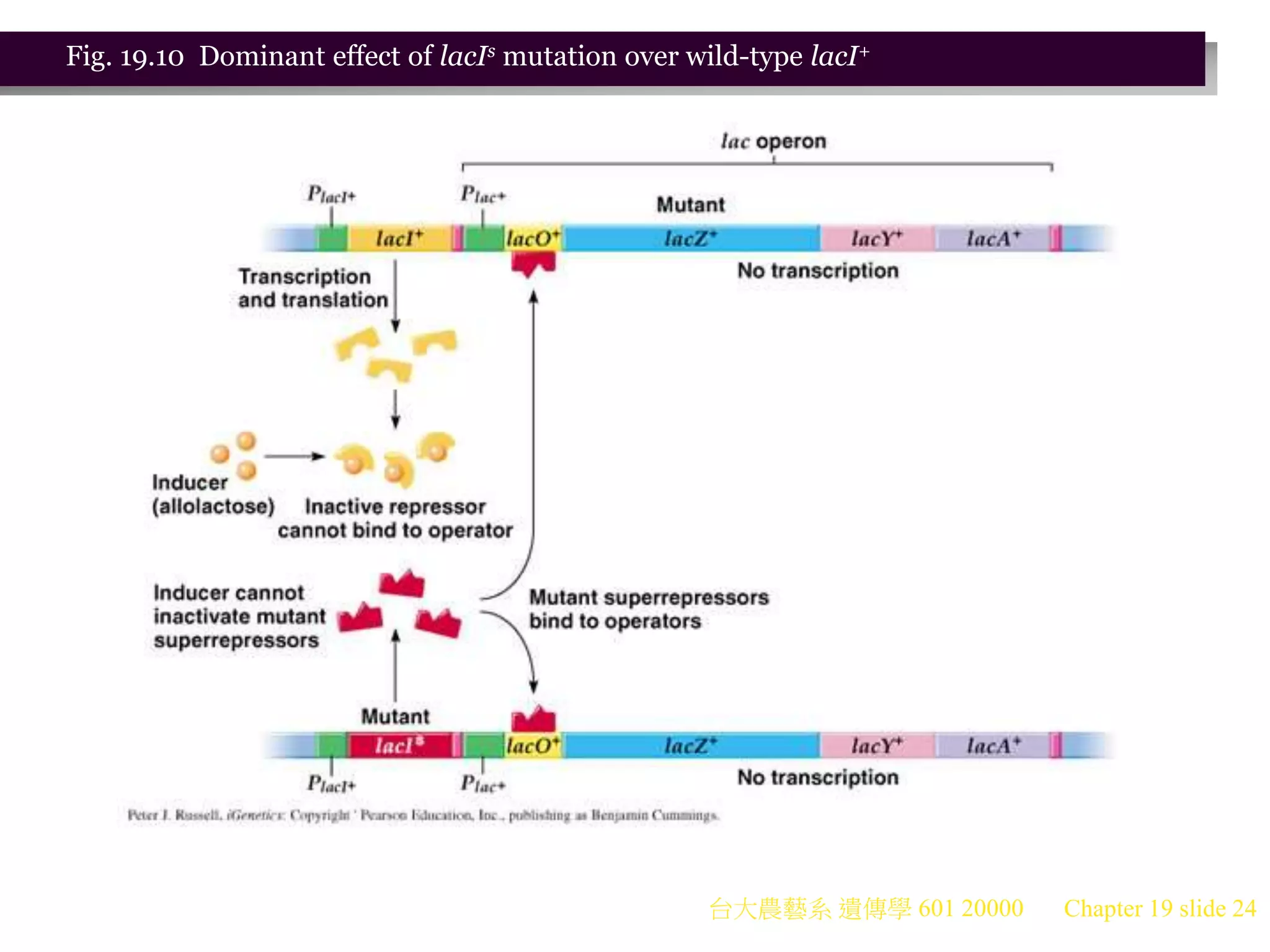 台大農藝系 遺傳學 601 20000 Chapter 19 slide 24
Fig. 19.10 Dominant effect of lacIs mutation over wild-type lacI+
 