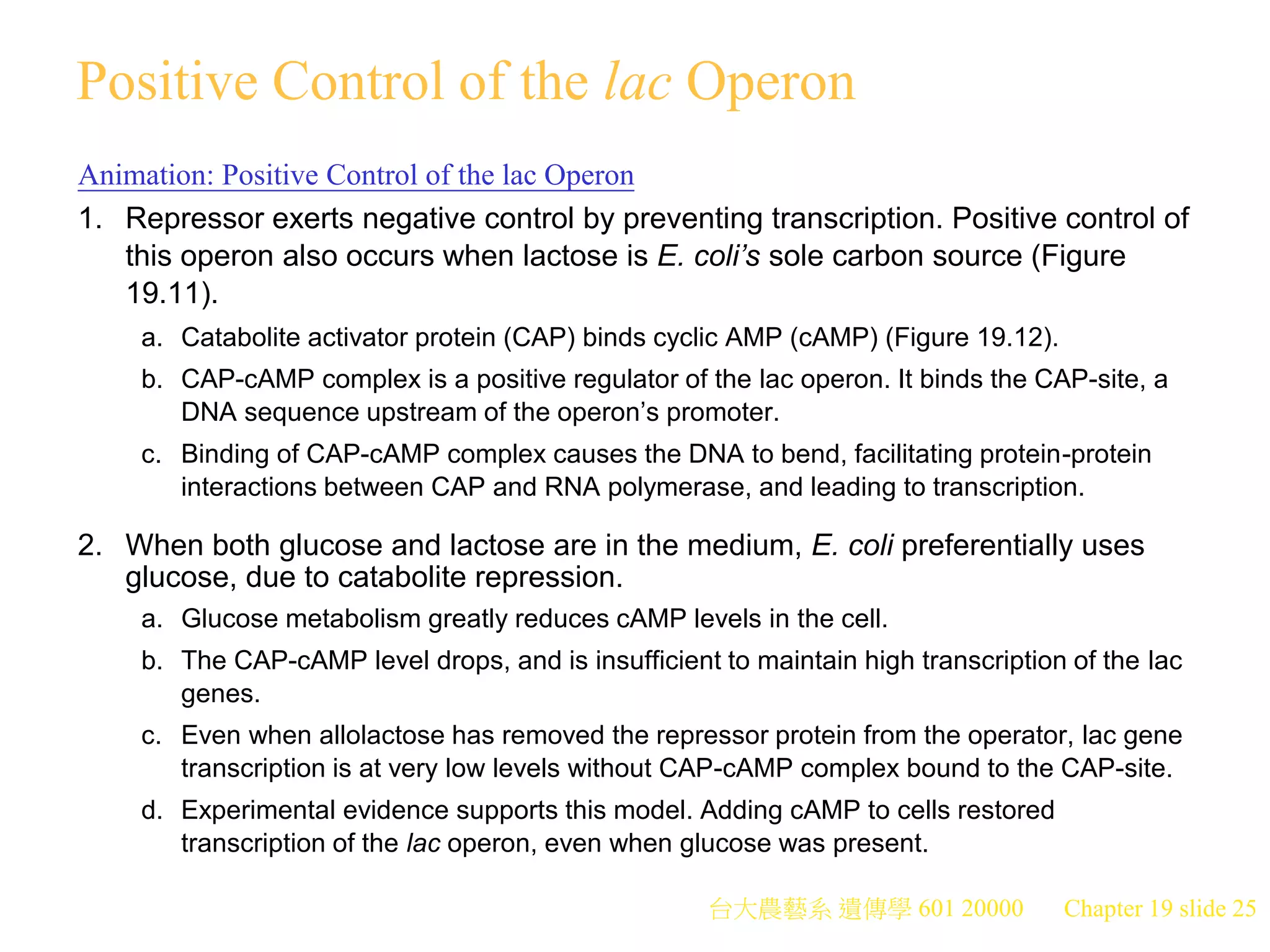 台大農藝系 遺傳學 601 20000 Chapter 19 slide 25
Positive Control of the lac Operon
Animation: Positive Control of the lac Operon
1. Repressor exerts negative control by preventing transcription. Positive control of
this operon also occurs when lactose is E. coli’s sole carbon source (Figure
19.11).
a. Catabolite activator protein (CAP) binds cyclic AMP (cAMP) (Figure 19.12).
b. CAP-cAMP complex is a positive regulator of the lac operon. It binds the CAP-site, a
DNA sequence upstream of the operon’s promoter.
c. Binding of CAP-cAMP complex causes the DNA to bend, facilitating protein-protein
interactions between CAP and RNA polymerase, and leading to transcription.
2. When both glucose and lactose are in the medium, E. coli preferentially uses
glucose, due to catabolite repression.
a. Glucose metabolism greatly reduces cAMP levels in the cell.
b. The CAP-cAMP level drops, and is insufficient to maintain high transcription of the lac
genes.
c. Even when allolactose has removed the repressor protein from the operator, lac gene
transcription is at very low levels without CAP-cAMP complex bound to the CAP-site.
d. Experimental evidence supports this model. Adding cAMP to cells restored
transcription of the lac operon, even when glucose was present.
 