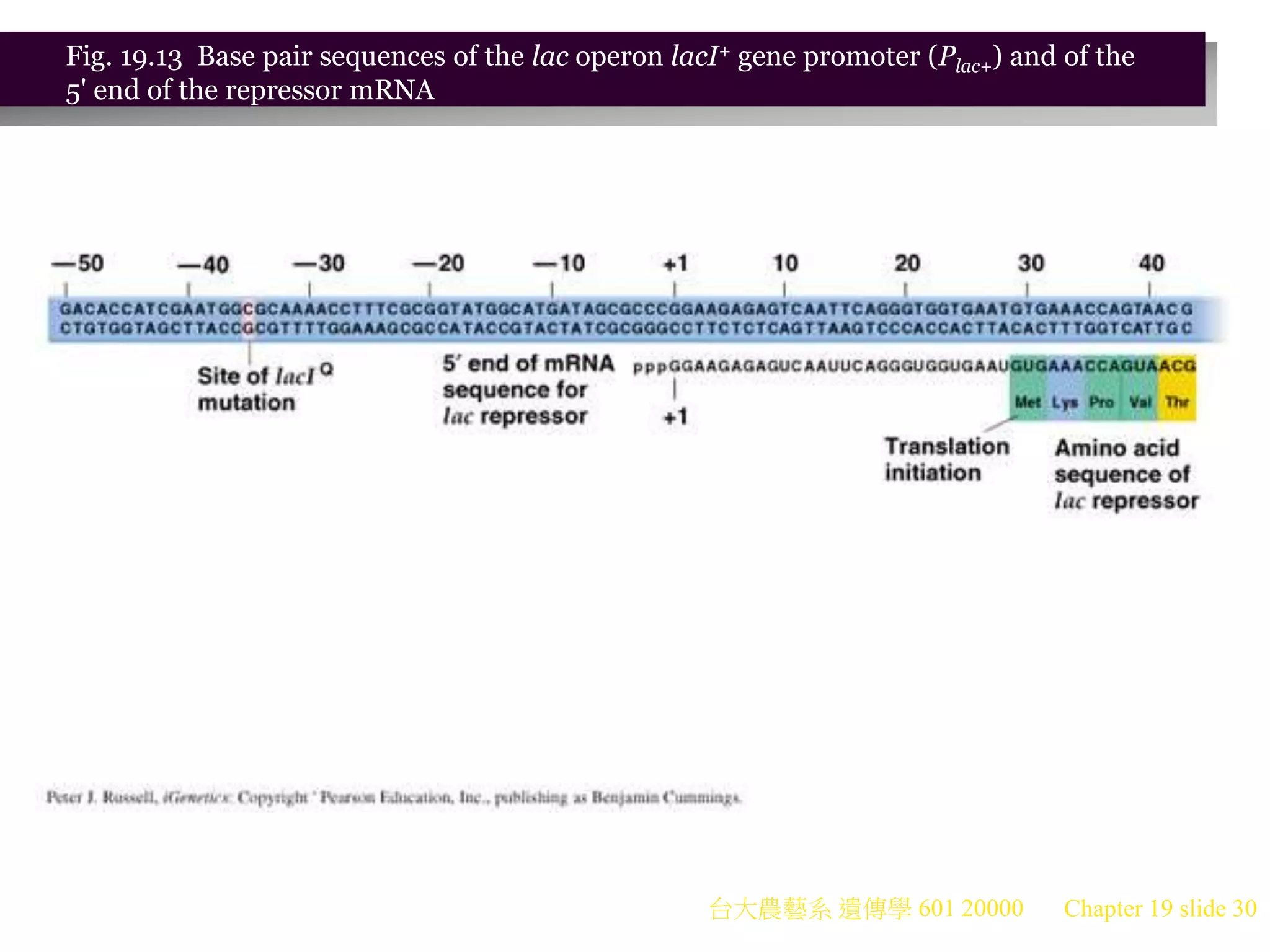 台大農藝系 遺傳學 601 20000 Chapter 19 slide 30
Fig. 19.13 Base pair sequences of the lac operon lacI+ gene promoter (Plac+) and of the
5' end of the repressor mRNA
 