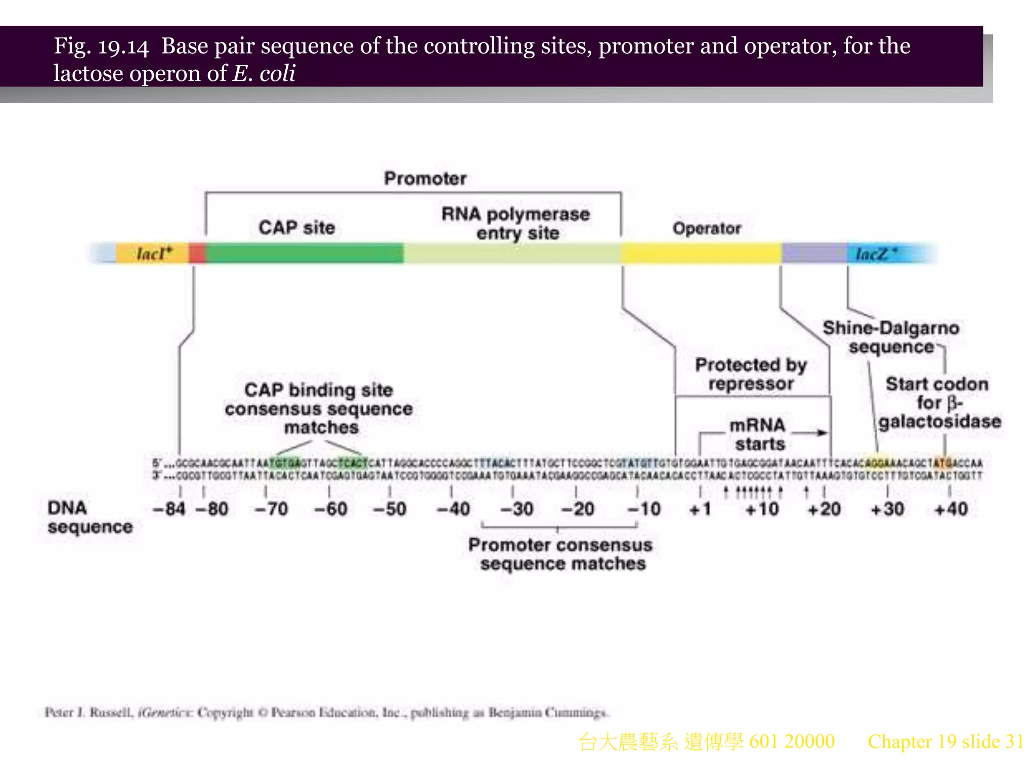 台大農藝系 遺傳學 601 20000 Chapter 19 slide 31
Fig. 19.14 Base pair sequence of the controlling sites, promoter and operator, for the
lactose operon of E. coli
 