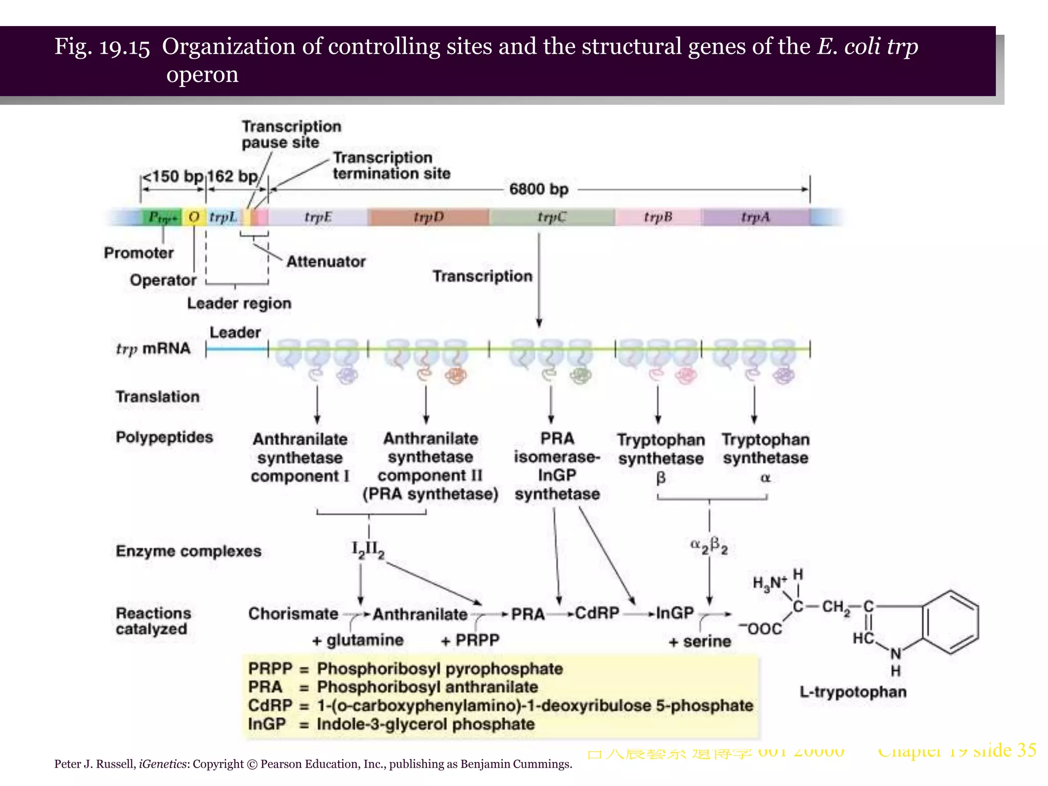 台大農藝系 遺傳學 601 20000 Chapter 19 slide 35
Peter J. Russell, iGenetics: Copyright © Pearson Education, Inc., publishing as Benjamin Cummings.
Fig. 19.15 Organization of controlling sites and the structural genes of the E. coli trp
operon
 