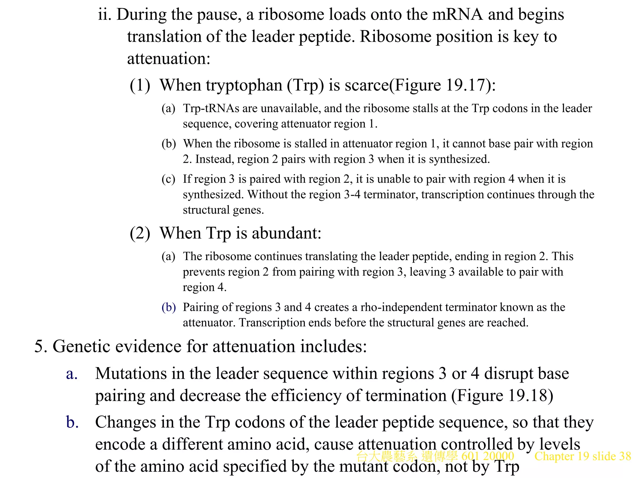 台大農藝系 遺傳學 601 20000 Chapter 19 slide 38
ii. During the pause, a ribosome loads onto the mRNA and begins
translation of the leader peptide. Ribosome position is key to
attenuation:
(1) When tryptophan (Trp) is scarce(Figure 19.17):
(a) Trp-tRNAs are unavailable, and the ribosome stalls at the Trp codons in the leader
sequence, covering attenuator region 1.
(b) When the ribosome is stalled in attenuator region 1, it cannot base pair with region
2. Instead, region 2 pairs with region 3 when it is synthesized.
(c) If region 3 is paired with region 2, it is unable to pair with region 4 when it is
synthesized. Without the region 3-4 terminator, transcription continues through the
structural genes.
(2) When Trp is abundant:
(a) The ribosome continues translating the leader peptide, ending in region 2. This
prevents region 2 from pairing with region 3, leaving 3 available to pair with
region 4.
(b) Pairing of regions 3 and 4 creates a rho-independent terminator known as the
attenuator. Transcription ends before the structural genes are reached.
5. Genetic evidence for attenuation includes:
a. Mutations in the leader sequence within regions 3 or 4 disrupt base
pairing and decrease the efficiency of termination (Figure 19.18)
b. Changes in the Trp codons of the leader peptide sequence, so that they
encode a different amino acid, cause attenuation controlled by levels
of the amino acid specified by the mutant codon, not by Trp
 