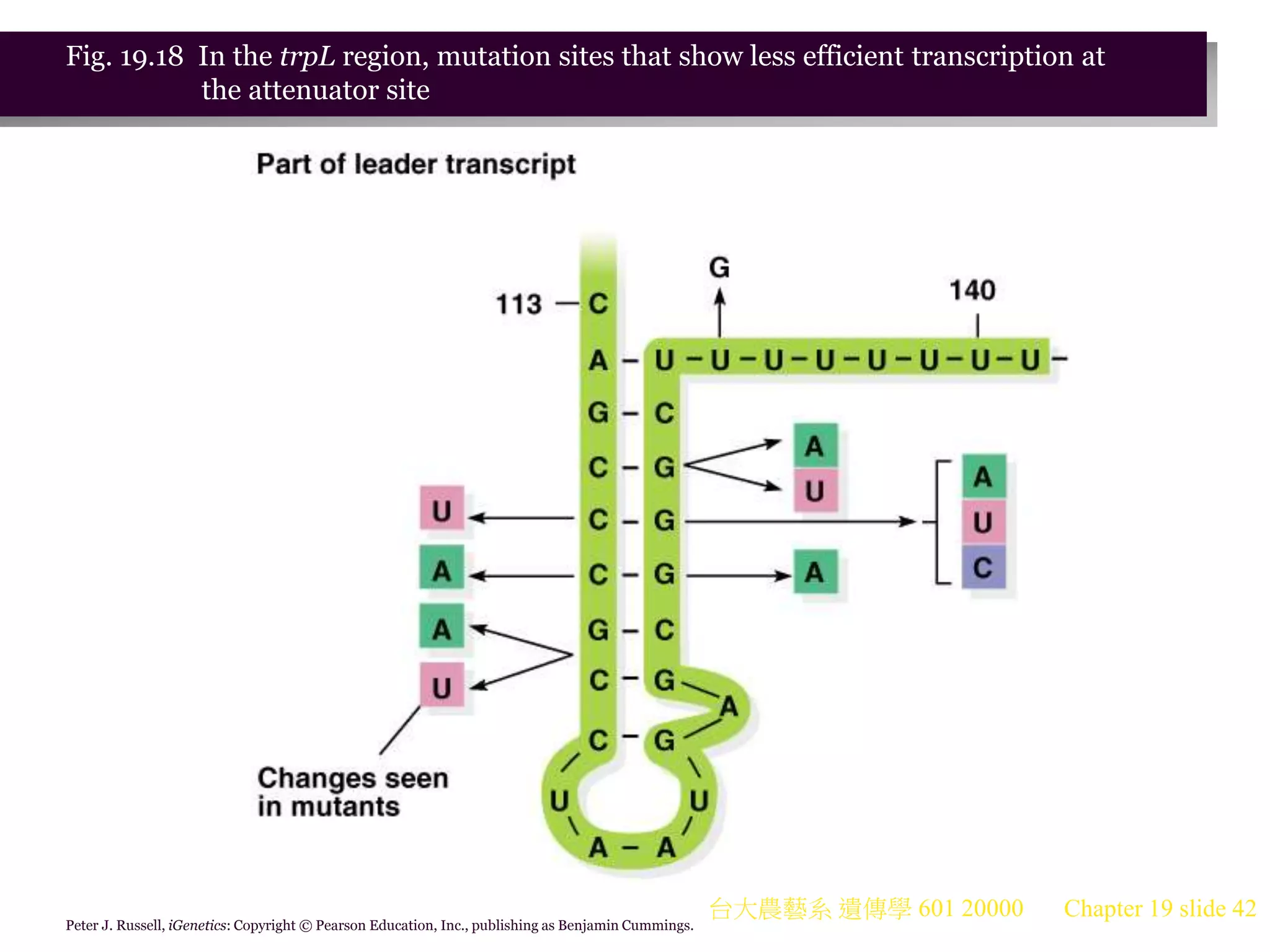 台大農藝系 遺傳學 601 20000 Chapter 19 slide 42
Peter J. Russell, iGenetics: Copyright © Pearson Education, Inc., publishing as Benjamin Cummings.
Fig. 19.18 In the trpL region, mutation sites that show less efficient transcription at
the attenuator site
 