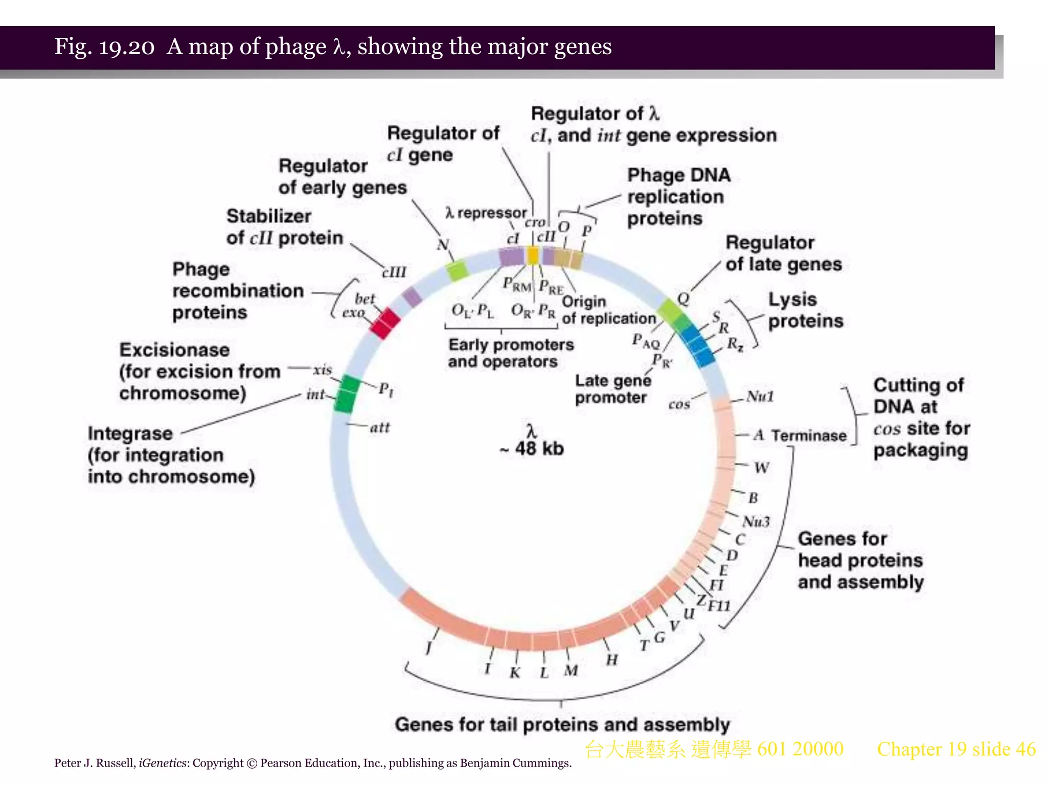 台大農藝系 遺傳學 601 20000 Chapter 19 slide 46
Peter J. Russell, iGenetics: Copyright © Pearson Education, Inc., publishing as Benjamin Cummings.
Fig. 19.20 A map of phage , showing the major genes
 