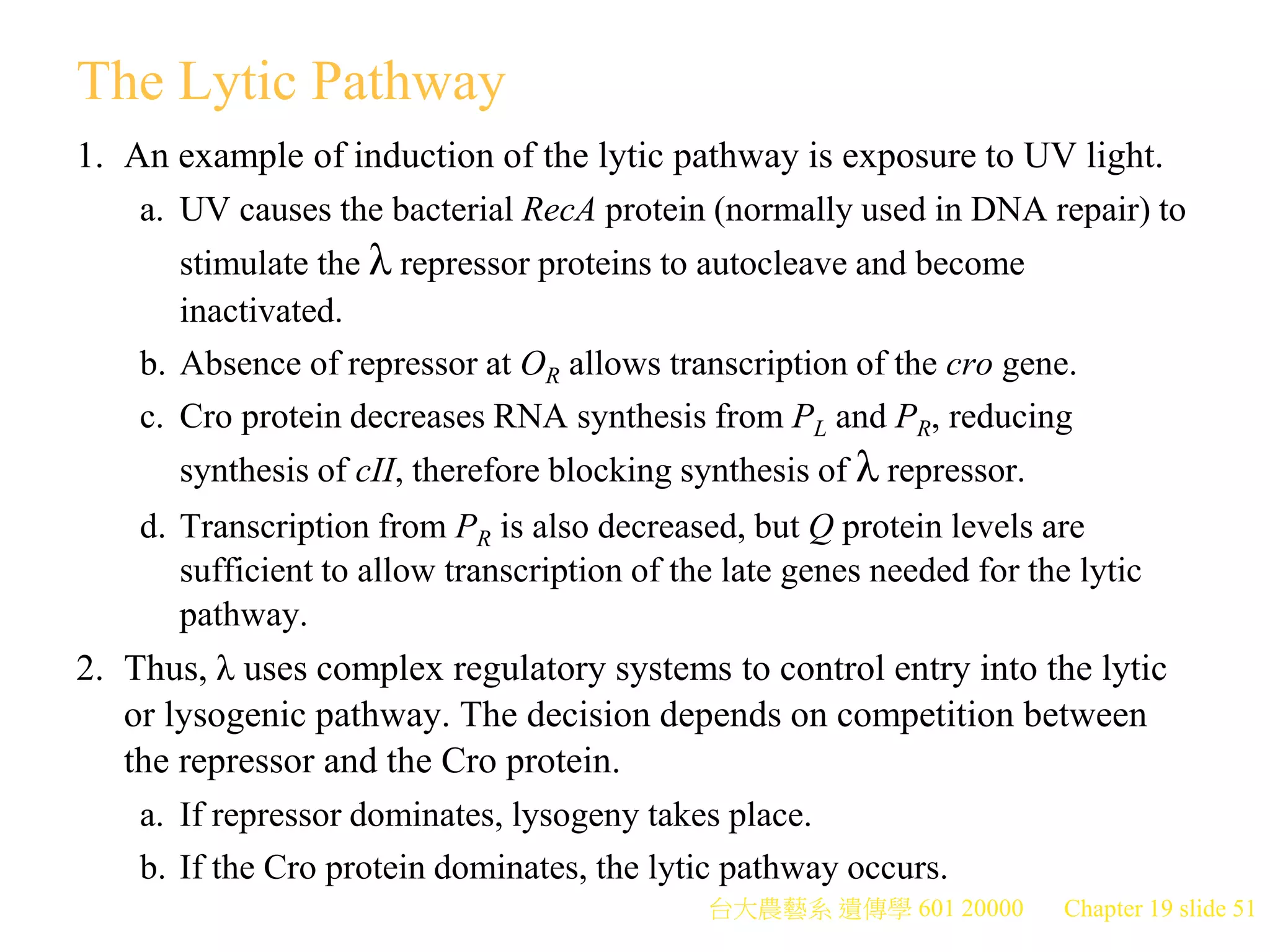 台大農藝系 遺傳學 601 20000 Chapter 19 slide 51
The Lytic Pathway
1. An example of induction of the lytic pathway is exposure to UV light.
a. UV causes the bacterial RecA protein (normally used in DNA repair) to
stimulate the λ repressor proteins to autocleave and become
inactivated.
b. Absence of repressor at OR allows transcription of the cro gene.
c. Cro protein decreases RNA synthesis from PL and PR, reducing
synthesis of cII, therefore blocking synthesis of λ repressor.
d. Transcription from PR is also decreased, but Q protein levels are
sufficient to allow transcription of the late genes needed for the lytic
pathway.
2. Thus, λ uses complex regulatory systems to control entry into the lytic
or lysogenic pathway. The decision depends on competition between
the repressor and the Cro protein.
a. If repressor dominates, lysogeny takes place.
b. If the Cro protein dominates, the lytic pathway occurs.
 