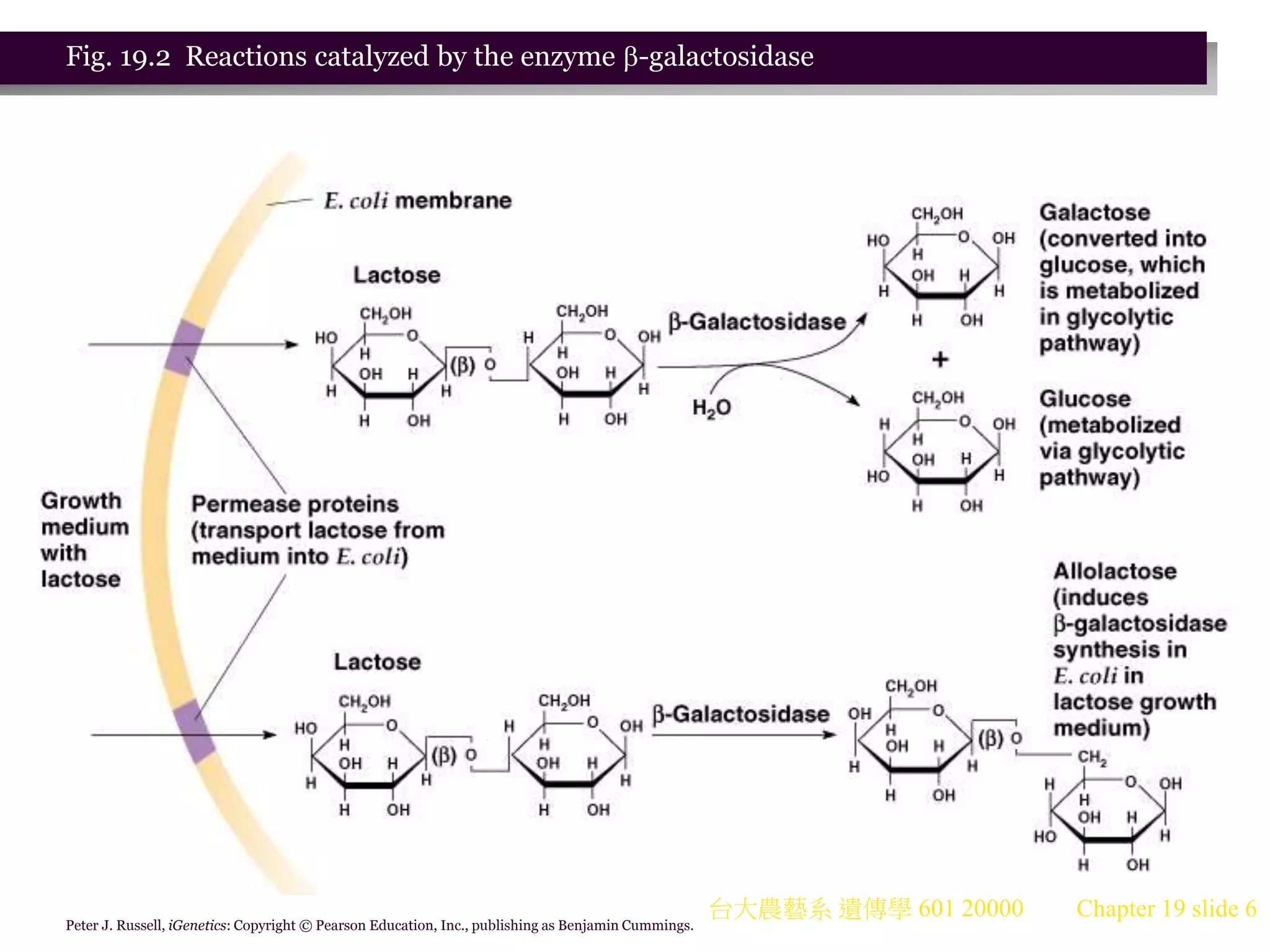 台大農藝系 遺傳學 601 20000 Chapter 19 slide 6
Peter J. Russell, iGenetics: Copyright © Pearson Education, Inc., publishing as Benjamin Cummings.
Fig. 19.2 Reactions catalyzed by the enzyme -galactosidase
 