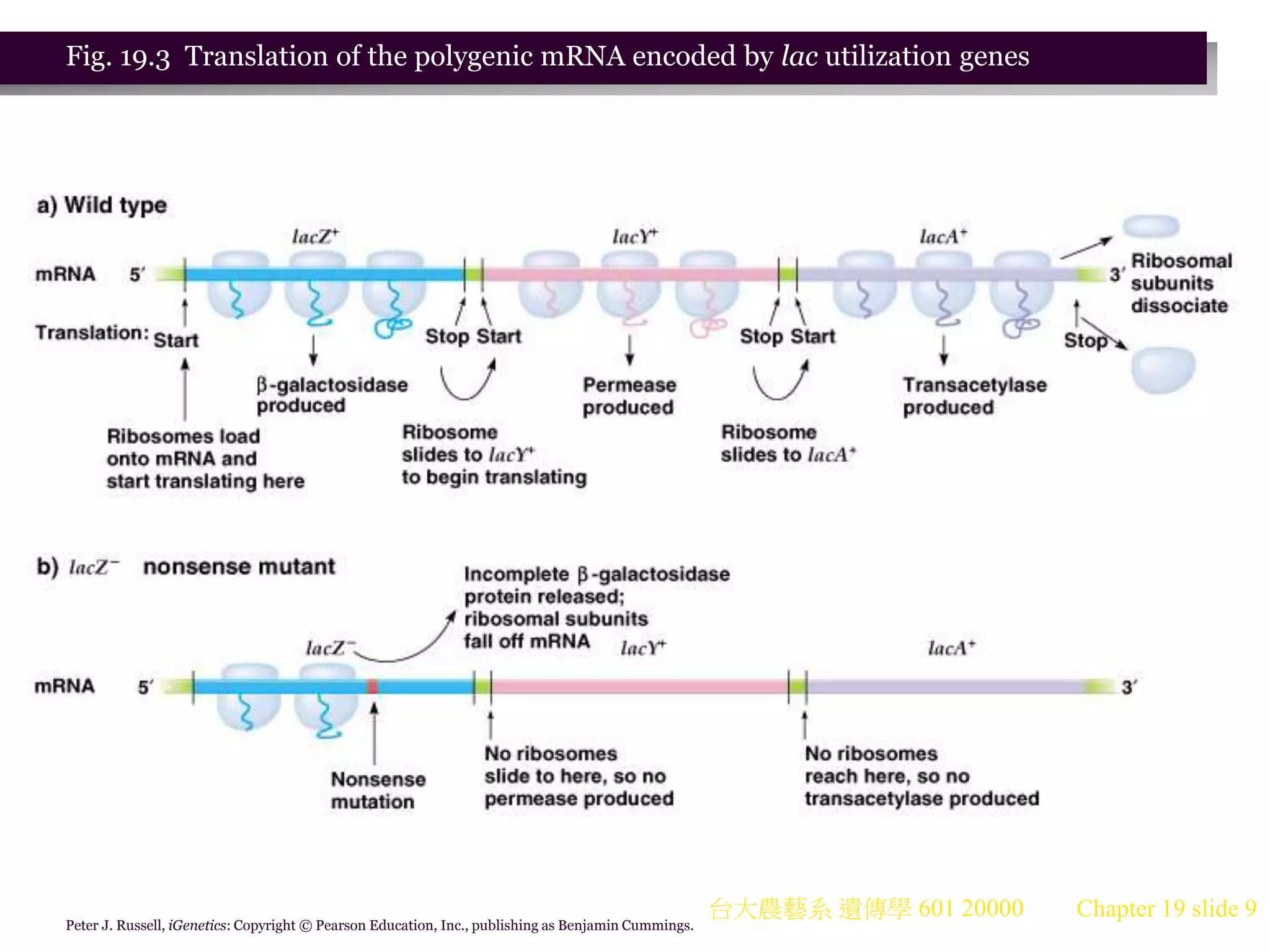 台大農藝系 遺傳學 601 20000 Chapter 19 slide 9
Peter J. Russell, iGenetics: Copyright © Pearson Education, Inc., publishing as Benjamin Cummings.
Fig. 19.3 Translation of the polygenic mRNA encoded by lac utilization genes
 