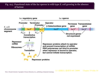 Gene expression in bacteria and bacteriophages | PPT