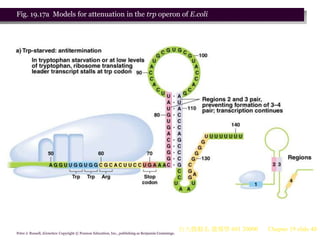 Gene expression in bacteria and bacteriophages | PPT