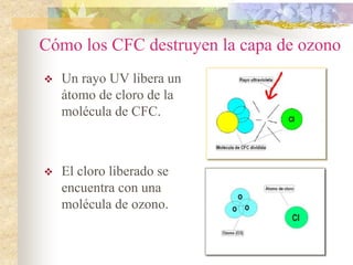 Cómo los CFC destruyen la capa de ozono
 Un rayo UV libera un
átomo de cloro de la
molécula de CFC.
 El cloro liberado se
encuentra con una
molécula de ozono.
 