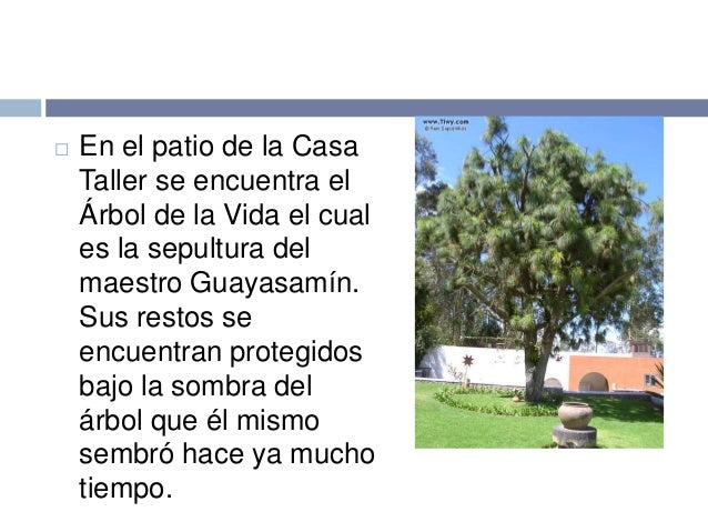  En el patio de la Casa
Taller se encuentra el
Árbol de la Vida el cual
es la sepultura del
maestro Guayasamín.
Sus resto...