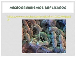 MICROORGANISMOS IMPLICADOS
• https://www.youtube.com/watch?v=1OC2WMpgr6
A

 