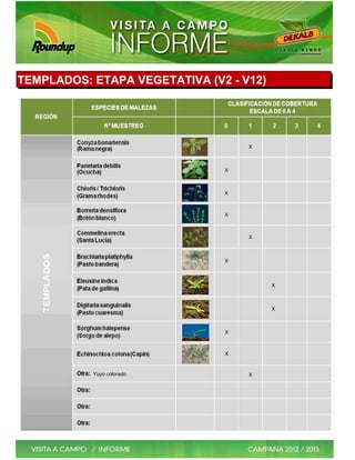 TEMPLADOS: ETAPA VEGETATIVA (V2 - V12)




                                   X



                               X



                               X



                               X



                                   X



                               X



                                         X



                                         X



                               X



                               X


           Yuyo colorado           X
 
