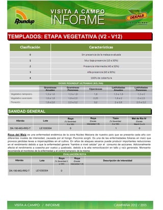 TEMPLADOS: ETAPA VEGETATIVA (V2 - V12)




SANIDAD GENERAL
                                                     Roya                     Roya                  Tizón           Mal de Río IV
       Híbrido               Lote                 (% Severidad                (Escala            (% Severidad            (Escala
                                                    0 a 100)              Intensidad 1-9)          0 a 100)             March 0 a 3)

 DK-190-MG-RR2-T          LE1030304                     0                                             1                      0

Roya del Maíz es una enfermedad endémica de la zona Núcleo Maicera de nuestro país que se presenta cada año con
diferentes niveles de intensidad, causada por el hongo Puccinia sorghi. Es una de las enfermedades foliares en maíz que
provoca pérdidas leves e imperceptibles en el cultivo. En años de ataques severos puede producir importantes reducciones
en el rendimiento debido a que la enfermedad genera “hambre a nivel celular“ por el consumo de azúcares. Adicionalmente
afecta el rendimiento a cosecha por vuelco y quebrado, debido a la alta removilización en tallo y raíz generada. Monsanto
recomienda el monitoreo de la enfermedad y el control temprano de la misma.
                                                   EVALUACIÓN ROYA
                                           Roya             Roya
      Híbrido             Lote         (% Severidad 0       (Escala                         Descripción de intensidad
                                           a 100)       Intensidad 1-9)


 DK-190-MG-RR2-T       LE1030304             0
 