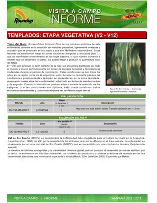 TEMPLADOS: ETAPA VEGETATIVA (V2 - V12)
Tizón del Maíz: (Excserohilum turcicum) Uno de los primeros síntomas de esta
enfermedad consiste en la aparición de manchas pequeñas, ligeramente ovaladas y
acuosas que se producen en las hojas y que son fácilmente reconocibles. Estas
lesiones se transforman luego en zonas necróticas alargadas y ahusadas (foto 1) ,
que se manifiestan primeramente en las hojas basales, y cuyo número aumenta a
medida que se desarrolla la planta. Se puede llegar a producir la quemadura total
del follaje.
El Tizón por turcicum (o tizón norteño de la hoja) se encuentra distribuido por todo
el mundo y ocurre particularmente en zonas de elevada humedad y temperaturas
moderadas durante el periodo de crecimiento. Estas condiciones se dan todos los
años en la región norte de la Argentina, pero durante la campaña pasada las
condiciones predisponentes también se presentaron en la zona templada,
provocando niveles altos de la enfermedad, sobre todo en fechas de siembra tardías
y de segunda. Cuando la infección se produce antes o durante la aparición de los
estigmas, y si las condiciones son óptimas, ésta puede ocasionar daños
                                                                                              Foto 1: Síntomas : Manchas
económicos considerables y cuánto más temprana sea la infección mayor será el                 ligeramente ovaladas ,ahusadas

                                                 EVALUACIÓN TIZÓN
                                               Tizón
       Híbrido               Lote          (% Severidad 0                              Descripción
                                               a 100)
                                                              Hoja con una sola lesión visible. Tamaño de lesión de 1-12 cm.
 DK-190-MG-RR2-T          LE1030304              1


                                               EVALUACIÓN MAL RÍO IV
                                             Mal de Río IV
       Híbrido               Lote               (Escala                                  Descripción
                                               March 0 a 3)

                                                                                    Ausencia de síntomas
  DK-190-MG-RR2-T         LE1030304                  0

Mal de Río Cuarto (MRCV) es considerada la enfermedad más importante para el cultivo del maíz en la Argentina,
(Lenardon et al., 1998), no sólo por la severidad de los síntomas, sino por su difusión en el área maicera. La enfermedad es
ocasionada por el virus del Mal de Río Cuarto (MRCV) que es transmitido por una chicharrita llamada Delphacodes
kuschelli.
La siembra de híbridos susceptibles y la variabilidad climática global podrían conducir al desarrollo de nuevas epifitias, por
lo tanto, la existencia de híbridos tolerantes, un sistema de pronóstico y buenas prácticas de manejo serían las
herramientas adecuadas para minimizar el impacto de la virosis (March, 2004; Lenardón, 2002). Es por ello que Dekalb
 