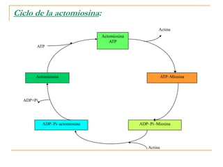 Tejido muscular excelente fuente de vitaminas del complejo B: tiamina, riboflavina, niacina, B6 y B12.