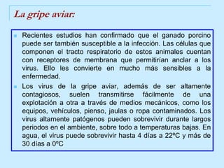 La gripe aviar:Recientes estudios han confirmado que el ganado porcino puede ser también susceptible a la infección. Las células que componen el tracto respiratorio de estos animales cuentan con receptores de membrana que permitirían anclar a los virus. Ello les convierte en mucho más sensibles a la enfermedad. Los virus de la gripe aviar, además de ser altamente contagiosos, suelen transmitirse fácilmente de una explotación a otra a través de medios mecánicos, como los equipos, vehículos, pienso, jaulas o ropa contaminados. Los virus altamente patógenos pueden sobrevivir durante largos periodos en el ambiente, sobre todo a temperaturas bajas. En agua, el virus puede sobrevivir hasta 4 días a 22ºC y más de 30 días a 0ºC