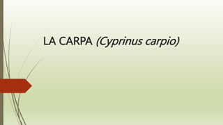 LA CARPA (Cyprinus carpio)
 