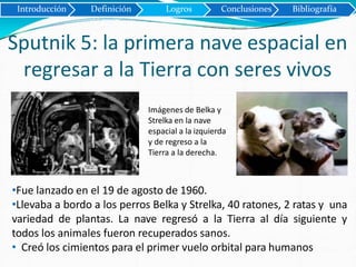 Sputnik 5: la primera nave espacial en
regresar a la Tierra con seres vivos
Introducción Definición Logros Conclusiones Bibliografía
Imágenes de Belka y
Strelka en la nave
espacial a la izquierda
y de regreso a la
Tierra a la derecha.
•Fue lanzado en el 19 de agosto de 1960.
•Llevaba a bordo a los perros Belka y Strelka, 40 ratones, 2 ratas y una
variedad de plantas. La nave regresó a la Tierra al día siguiente y
todos los animales fueron recuperados sanos.
• Creó los cimientos para el primer vuelo orbital para humanos
 