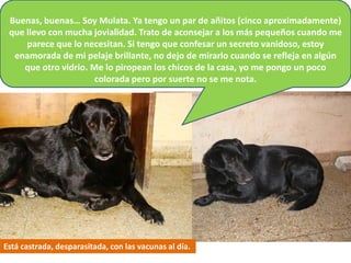 Buenas, buenas… Soy Mulata. Ya tengo un par de añitos (cinco aproximadamente)
 que llevo con mucha jovialidad. Trato de aconsejar a los más pequeños cuando me
     parece que lo necesitan. Si tengo que confesar un secreto vanidoso, estoy
  enamorada de mi pelaje brillante, no dejo de mirarlo cuando se refleja en algún
    que otro vidrio. Me lo piropean los chicos de la casa, yo me pongo un poco
                      colorada pero por suerte no se me nota.




Está castrada, desparasitada, con las vacunas al día.
 
