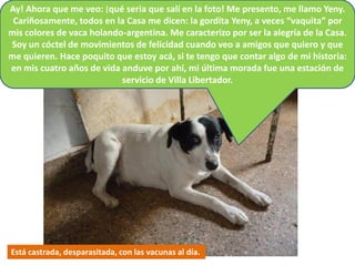 Ay! Ahora que me veo: ¡qué seria que salí en la foto! Me presento, me llamo Yeny.
 Cariñosamente, todos en la Casa me dicen: la gordita Yeny, a veces “vaquita” por
mis colores de vaca holando-argentina. Me caracterizo por ser la alegría de la Casa.
Soy un cóctel de movimientos de felicidad cuando veo a amigos que quiero y que
me quieren. Hace poquito que estoy acá, si te tengo que contar algo de mi historia:
en mis cuatro años de vida anduve por ahí, mi última morada fue una estación de
                           servicio de Villa Libertador.




Está castrada, desparasitada, con las vacunas al día.
 