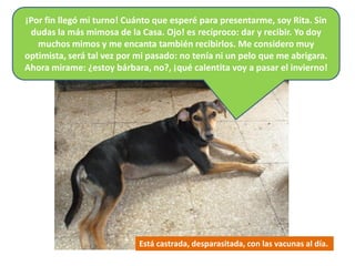 ¡Por fin llegó mi turno! Cuánto que esperé para presentarme, soy Rita. Sin
 dudas la más mimosa de la Casa. Ojo! es recíproco: dar y recibir. Yo doy
   muchos mimos y me encanta también recibirlos. Me considero muy
optimista, será tal vez por mi pasado: no tenía ni un pelo que me abrigara.
Ahora mirame: ¿estoy bárbara, no?, ¡qué calentita voy a pasar el invierno!




                            Está castrada, desparasitada, con las vacunas al día.
 