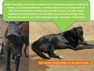 ¡Hola! Soy Laica, así me llamo ¿Cómo te va? Físicamente, parezco la hija de la
  Mulata, ¿no? Emocionalmente, no puedo desconocer que tengo alma de
   líder. Por eso siempre ando de aquí para allá en jauría con mis amigos
   aliados de la Casa (la Rita es una de ellas). Soy una buena amiga, estoy
  siempre lista para lo que ellos propongan (jugar, descansar, travesuras).




                                Está castrada, desparasitada, con las vacunas al día.
 