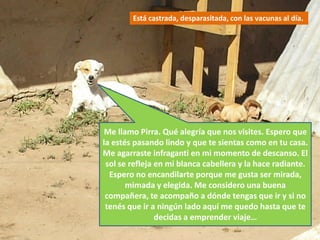 Está castrada, desparasitada, con las vacunas al día.




 Me llamo Pirra. Qué alegría que nos visites. Espero que
la estés pasando lindo y que te sientas como en tu casa.
Me agarraste infraganti en mi momento de descanso. El
 sol se refleja en mi blanca cabellera y la hace radiante.
  Espero no encandilarte porque me gusta ser mirada,
       mimada y elegida. Me considero una buena
 compañera, te acompaño a dónde tengas que ir y si no
 tenés que ir a ningún lado aquí me quedo hasta que te
                decidas a emprender viaje…
 