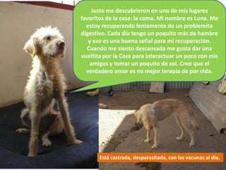 Justo me descubrieron en uno de mis lugares
favoritos de la casa: la cama. Mi nombre es Luna. Me
  estoy recuperando lentamente de un problemita
digestivo. Cada día tengo un poquito más de hambre
   y eso es una buena señal para mi recuperación.
  Cuando me siento descansada me gusta dar una
vueltita por la Casa para interactuar un poco con mis
    amigos y tomar un poquito de sol. Creo que el
  verdadero amor es mi mejor terapia de por vida.




       Está castrada, desparasitada, con las vacunas al día.
 