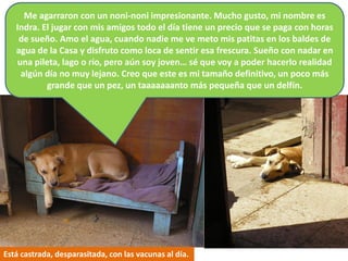 Me agarraron con un noni-noni impresionante. Mucho gusto, mi nombre es
   Indra. El jugar con mis amigos todo el día tiene un precio que se paga con horas
    de sueño. Amo el agua, cuando nadie me ve meto mis patitas en los baldes de
   agua de la Casa y disfruto como loca de sentir esa frescura. Sueño con nadar en
   una pileta, lago o río, pero aún soy joven… sé que voy a poder hacerlo realidad
    algún día no muy lejano. Creo que este es mi tamaño definitivo, un poco más
           grande que un pez, un taaaaaaanto más pequeña que un delfín.




Está castrada, desparasitada, con las vacunas al día.
 