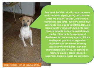 Soy Santi, hola! No sé si lo notan pero me
                                         está creciendo el pelo, estoy tan contento.
                                           Antes me decían “dolape”, ahora soy el
                                         extraño de pelo largo. Tuve una sarna muy
                                         severa a la que le gané la batalla. Hoy, me
                                          siento fuerte y saludable. Me gusta jugar
                                          con una pelotita de tenis especialmente
                                             con las chicas de la Casa porque sé
                                         efectivamente que les voy a ganar. Si bien
                                              me hago el gran macho argentino
                                             reconozco que por dentro soy muy
                                             sensible y me rindo ante la primer
                                           manifestación de cariño. Mi tamaño es
                                              mediano-grande, tengo toda esa
                                          superficie disponible para ser acariciada.


Desparasitado, con las vacunas al día.
 