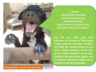 “…Volver,
                                              con la frente marchita,
                                               las nieves del tiempo
                                                 platearon mi sien.
                                           Sentir, que es un soplo la vida,
                                           que veinte años no es nada…”


                                         Esa fue una pista para que
                                         adivinen mi nombre ¿y? Me llamo
                                         Tango, pebetes. Soy puro corazón,
                                         no mido las consecuencias de mi
                                         amor. Siento, siento y siento. Esa
                                         es mi intensa conexión con la vida.
                                         Después de conocerme seguro vas
                                         a entender esto que te digo. Como
                                         Gardel mi tamaño es grande.
Desparasitado, con las vacunas al día.
 