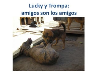 Lucky y Trompa:
amigos son los amigos
 