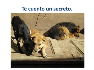 Te cuento un secreto.
 