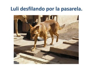 Luli desfilando por la pasarela.
 