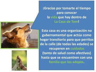 ¡Gracias por tomarte el tiempo
           para conocer
    la vida que hay dentro de
         La Casa de Tom!

 Esta casa es una organización no
 gubernamental que actúa como
hogar transitorio para que perritos
de la calle (de todas las edades) se
      recuperen en cuidados
  (tanto de salud como afectivos)
 hasta que se encuentren con una
      familia que los adopte.
 