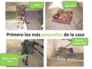 ¡Hola!       ¿Qué tul?




    Primero los más pequeños de la casa
                                        Decime:
                                     ¡piedra libre!




Seguí, es para
    allá
 