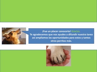 ¡Fue un placer conocerte! Gracias.
Te agradecemos que nos ayudes a difundir nuestra tarea
  así ampliamos las oportunidades para estos y tantos
                  otros perritos más.
 