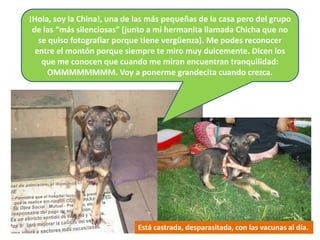 ¡Hola, soy la China!, una de las más pequeñas de la casa pero del grupo
 de las “más silenciosas” (junto a mi hermanita llamada Chicha que no
   se quiso fotografiar porque tiene vergüenza). Me podes reconocer
  entre el montón porque siempre te miro muy dulcemente. Dicen los
    que me conocen que cuando me miran encuentran tranquilidad:
      OMMMMMMMM. Voy a ponerme grandecita cuando crezca.




                             Está castrada, desparasitada, con las vacunas al día.
 