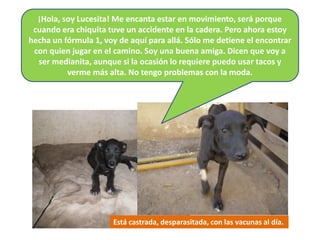 ¡Hola, soy Lucesita! Me encanta estar en movimiento, será porque
 cuando era chiquita tuve un accidente en la cadera. Pero ahora estoy
hecha un fórmula 1, voy de aquí para allá. Sólo me detiene el encontrar
 con quien jugar en el camino. Soy una buena amiga. Dicen que voy a
  ser medianita, aunque si la ocasión lo requiere puedo usar tacos y
          verme más alta. No tengo problemas con la moda.




                      Está castrada, desparasitada, con las vacunas al día.
 