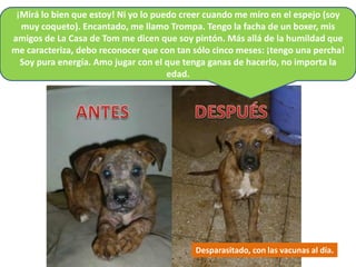 ¡Mirá lo bien que estoy! Ni yo lo puedo creer cuando me miro en el espejo (soy
  muy coqueto). Encantado, me llamo Trompa. Tengo la facha de un boxer, mis
amigos de La Casa de Tom me dicen que soy pintón. Más allá de la humildad que
me caracteriza, debo reconocer que con tan sólo cinco meses: ¡tengo una percha!
  Soy pura energía. Amo jugar con el que tenga ganas de hacerlo, no importa la
                                      edad.




                                           Desparasitado, con las vacunas al día.
 