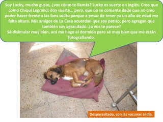 Soy Lucky, mucho gusto, ¿vos cómo te llamás? Lucky es suerte en inglés. Creo que
  como Chiqui Legrand: doy suerte… pero, que no se comente dado que no creo
poder hacer frente a las fans solito porque a pesar de tener ya un año de edad me
  falta altura. Mis amigos de La Casa acuerdan que soy petiso, pero agregan que
                     también soy agrandado: ¿a vos te parece?
 Sé disimular muy bien, acá me hago el dormido pero sé muy bien que me están
                                   fotografiando.




                                            Desparasitado, con las vacunas al día.
 