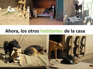 Ahora, los otros habitantes de la casa
 