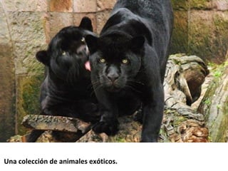  Una colección de animales exóticos.
 