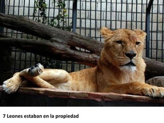 7 Leones estaban en la propiedad  
 