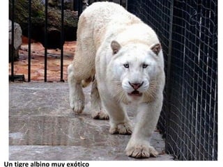  Un tigre albino muy exótico  
 