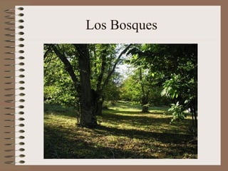 Los Bosques
 