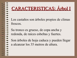 CARACTERISTICAS: Árbol ICARACTERISTICAS: Árbol I
Los castaños son árboles propios de climas
frescos.
Su tronco es grueso, de copa ancha y
redonda, de raíces esbeltas y fuertes.
Son árboles de hoja caduca y pueden llegar
a alcanzar los 35 metros de altura.
 