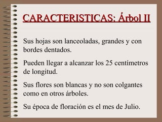CARACTERISTICAS: Árbol IICARACTERISTICAS: Árbol II
Sus hojas son lanceoladas, grandes y con
bordes dentados.
Pueden llegar a alcanzar los 25 centímetros
de longitud.
Sus flores son blancas y no son colgantes
como en otros árboles.
Su época de floración es el mes de Julio.
 