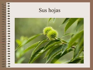 Sus hojas
 